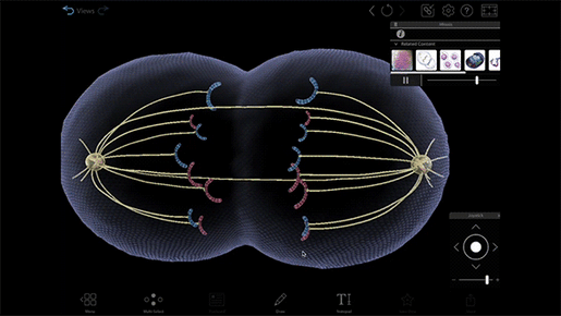 Mitosis-cell-email-gif