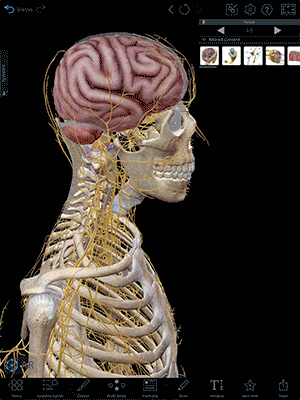 Neuro-gif