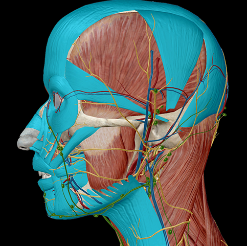 3dbrain2