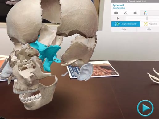 Sphenoid-Disarticulated-Skull-ARKit.png