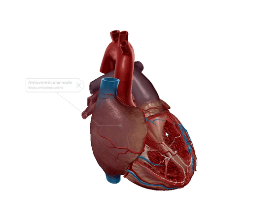It's Electric!: The Cardiac Conduction System It's Electric!: The Cardiac Conduction System