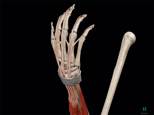 Wrist-extension