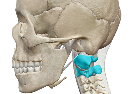 Anatomy and physiology animations