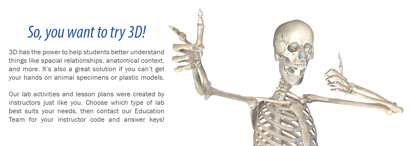 Free 3d Models Digestive Anatomy