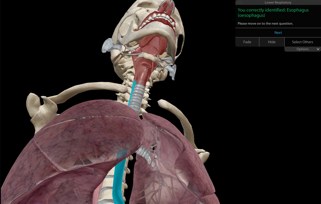 Teach The Respiratory System Online In 3d