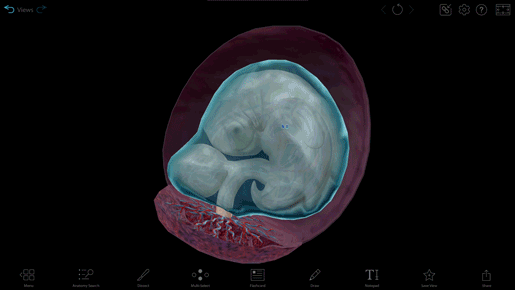 4-6-week-embryo