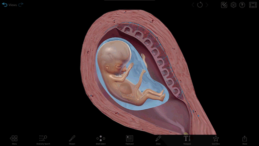 8-10-week-fetus