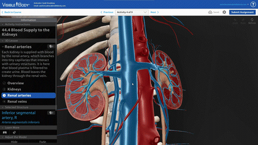 IA-kidney-urinary