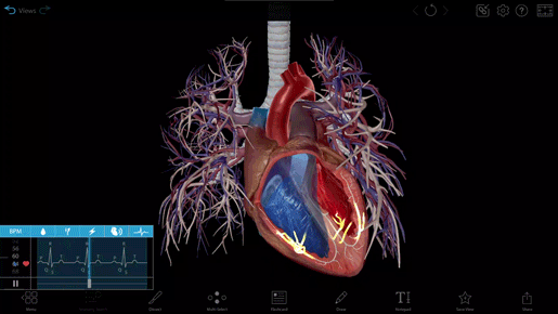 Comparing Pig and Human Anatomy: The Heart, the Intestines, and the Uterus