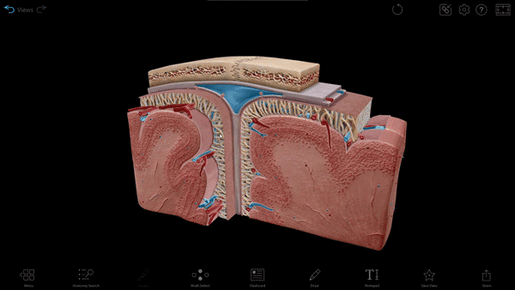cerebrum-and-meninges-cross-section