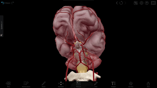 circle-of-willis