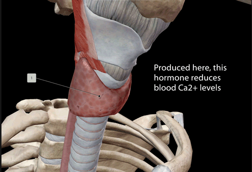 endocrine-hormone-flashcard