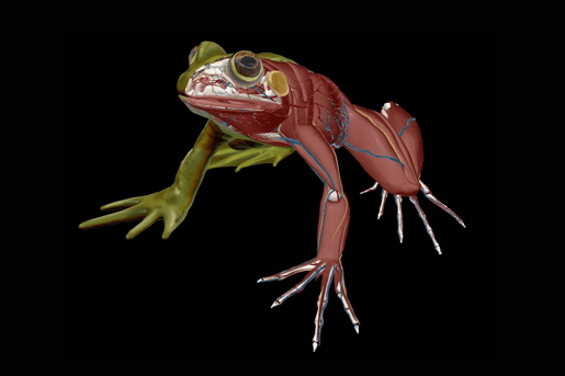 frog eyes new skin