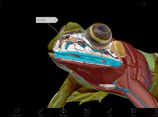 frog-tour-new-skin