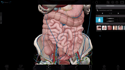 intestine-and-villi