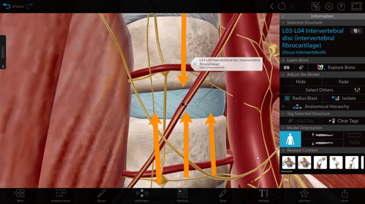 lecture-spine-disc