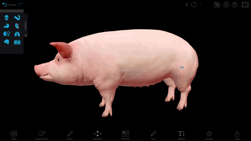 mammary-pig