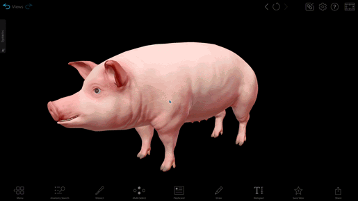 masseter pig