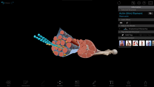 muscle-info-box