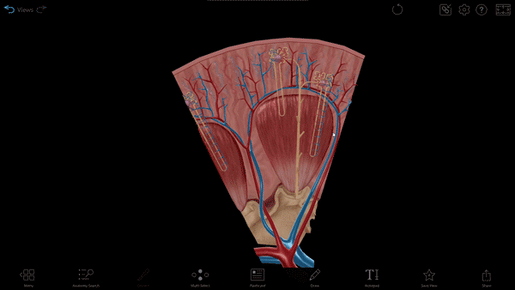 nephron-model
