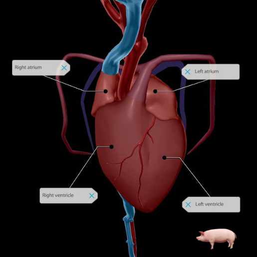 pig heart correction