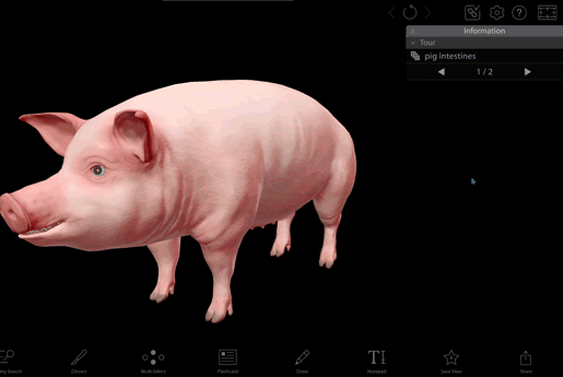 pig-intestines