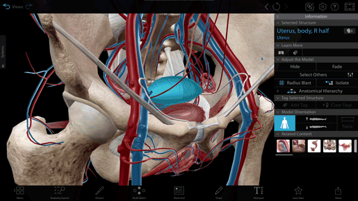 uterus-location