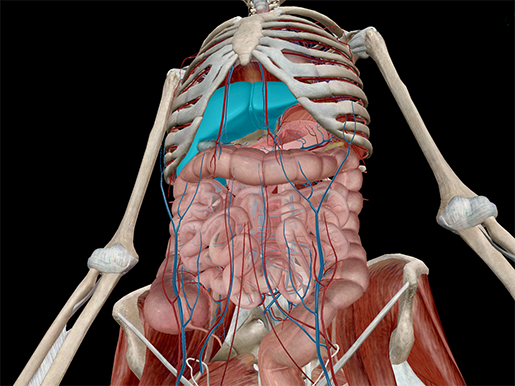 The liver has various ligaments which attach from its surface to the diaphragm and also to the anterior abdominal we'll just take a look at some of the peritoneal attachments of the liver. 3D Diagram Of The Liver : The Toxic Substance Treatment Plant Liver Anatomy