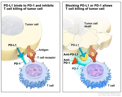 checkpoint-inhibitor-infographic