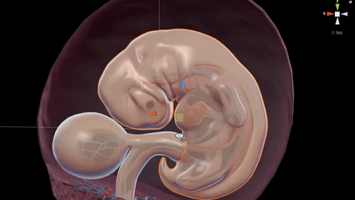 Fetal Development, Pregnancy, and New Uterus Models Coming Soon to ...
