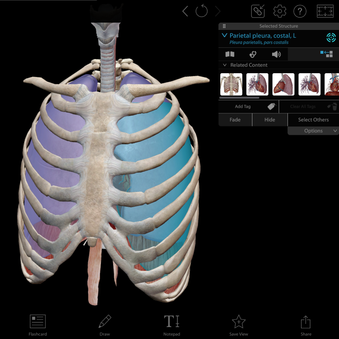 How to Teach the E-FAST Exam with Visible Body