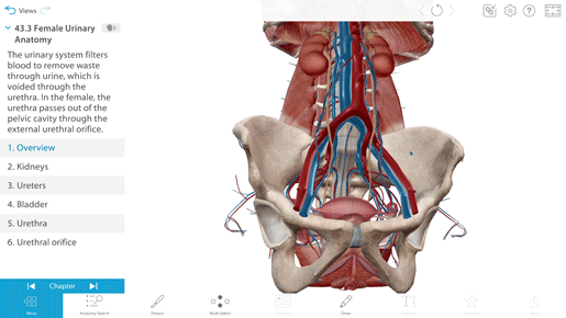 urinary-a-and-p
