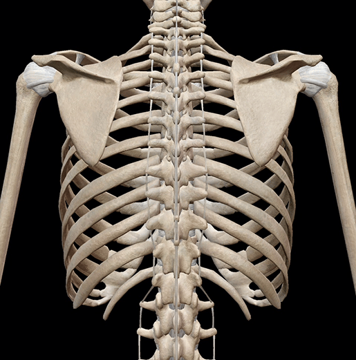 3D Skeletal System: Bones of the Thoracic Cage