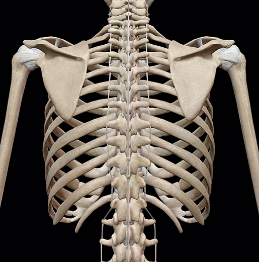 thoracic cage diagram labeled