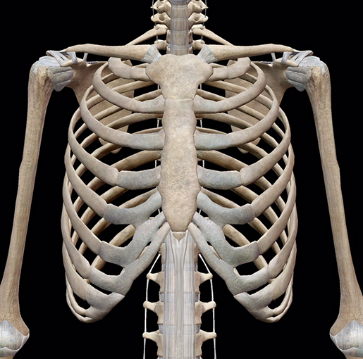 3d Skeletal System Bones Of The Thoracic Cage