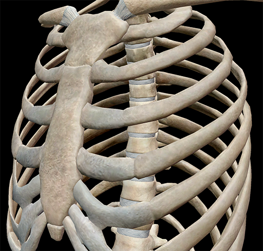 3D Skeletal System: 7 Interesting Facts about the Thoracic Cage