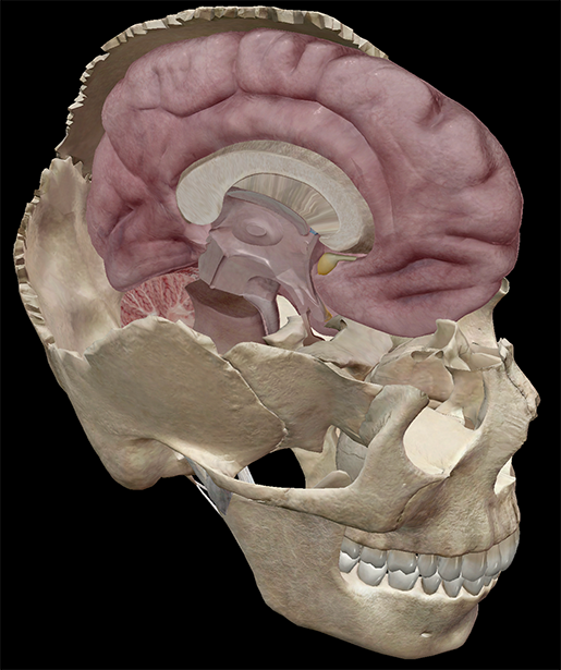 brain-memory-skull-cerebrum