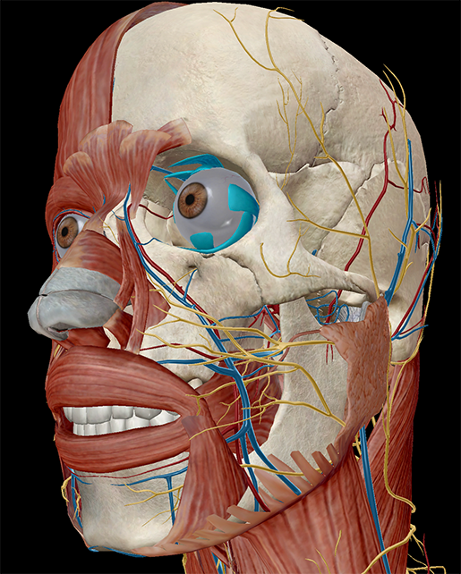 extraocular-muscle-eye-movement