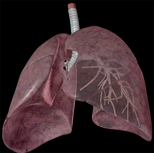 lungs-respiratory-system