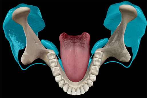 saliva-salivary-glands-mouth-tongue