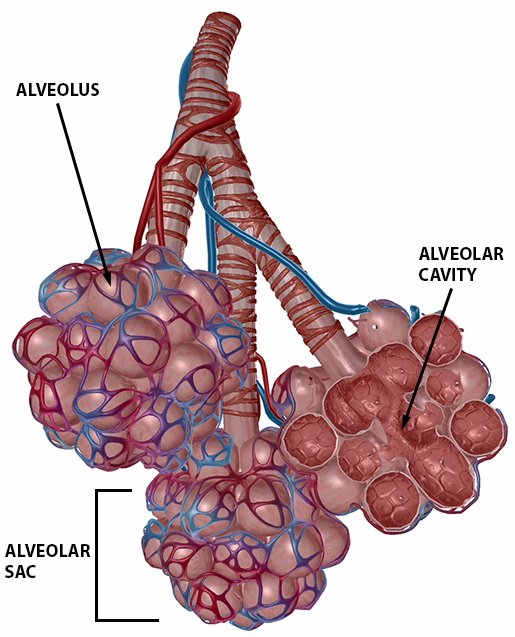 Капилляры и альвеолы легких функции. Лёгочная альвеола. Легкие альвеолы. Альвеолы и капилляры в легких. Капилляры альвеол.