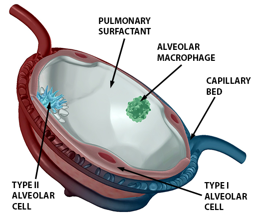 respiratory-gas-exchange-alveolus-alveolar-cells