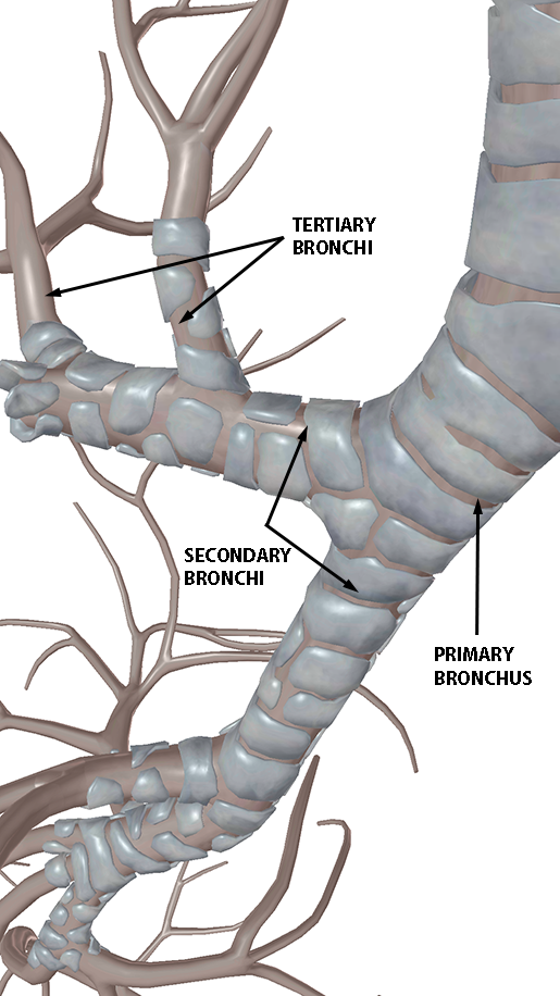 respiratory-gas-exchange-bronchi-zoom-in