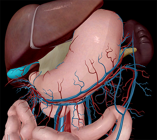 Accessory-Organs-Gallbladder-Liver-Spleen-Pancreas