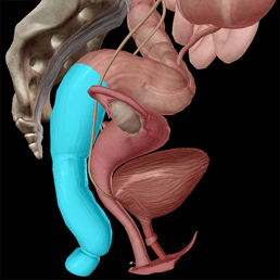 Digestive-System-Rectum-Anal-Canal-Lower