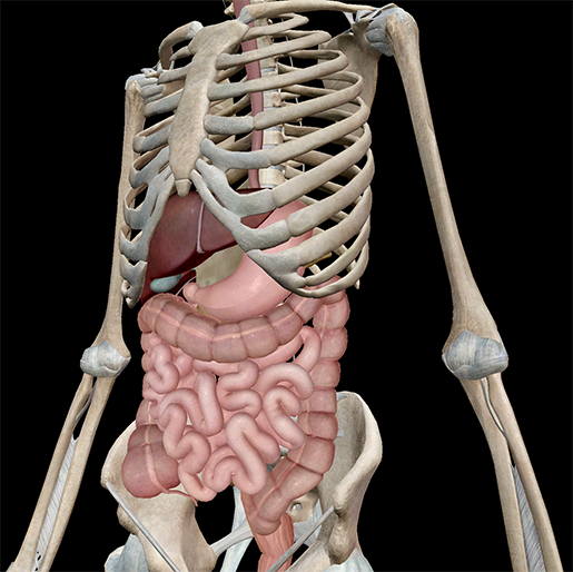 Lower-Digestive-System-Duodenum-Sigmoid-Tranverse-Colon