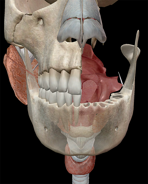 Oral-Cavity-Cross-Section-Oropharynx-Tongue-Hard-Palate
