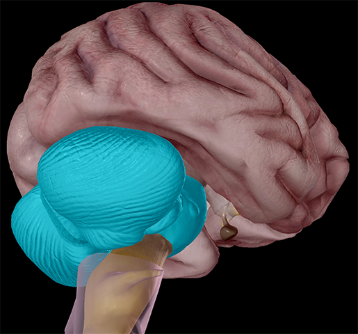 Brain-Hindbrain-cerebellum-metencephalon-central-nervous-system