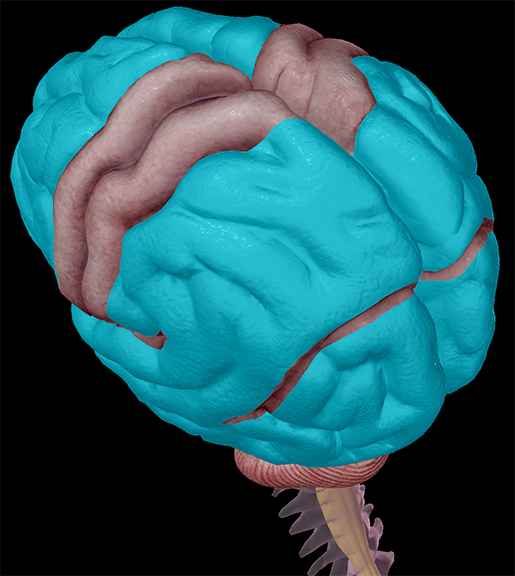 Brain-cerebrum-forebrain-hemispheres-temporal-parietal-occipital-lobes