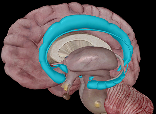 Brain-limbic-system-cingulate-gyrus-amygdala-hippocampus-septal-nuclei